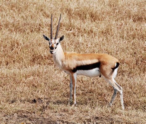 Gazelle .